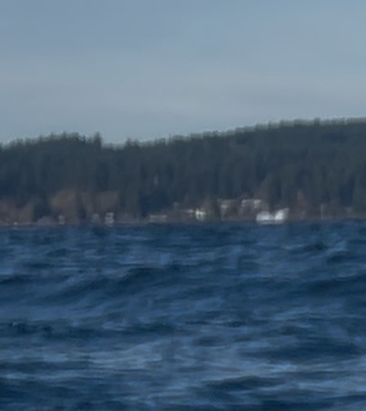 Humpback Whale surfacing